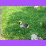 Bird 2.jpg